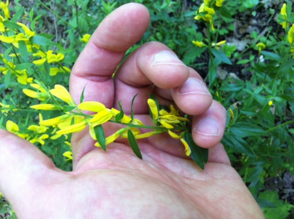 Genista tinctoria